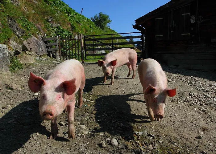 Stockinger B3 그로살